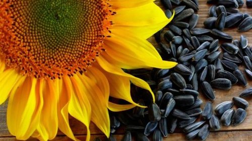 Как садить и выращивать семена подсолнуха?