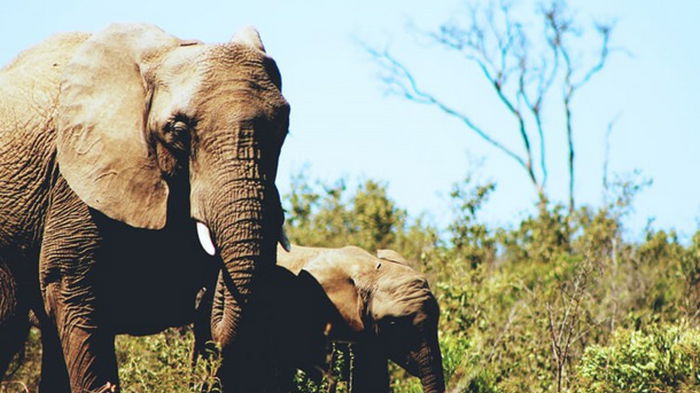 Стадо слонов сбежало из заповедника в Китае