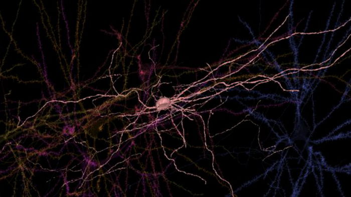 Ученые из Google и Гарварда создали 3D-карту мозга с беспрецедентной детализацией (видео)