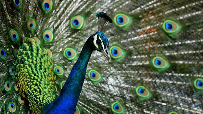 Города возле Лос-Анджелеса атаковали павлины