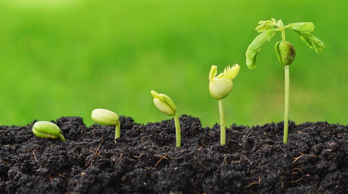 Как найти эффективные регуляторы роста растений?