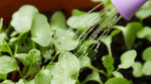 Как найти эффективные регуляторы роста растений?