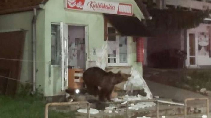 Румынский курортный город оккупировали медведи (видео)