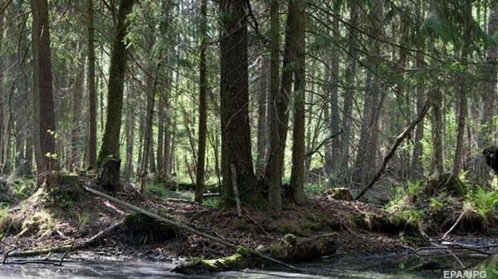 Гослесагентство не осилит миллиард деревьев Зеленского в срок