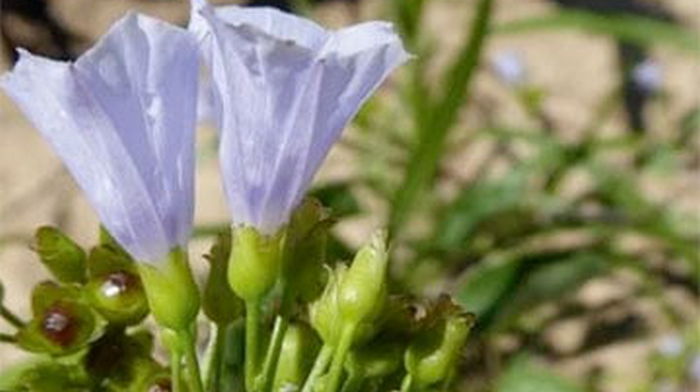 В Боливии нашли новые виды растений