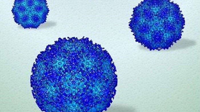 Ученые показали, как вирусы функционируют в человеческом организме (видео)