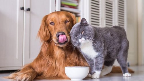 Для чего необходимо приобретать корм для животных в онлайн зоомагазине