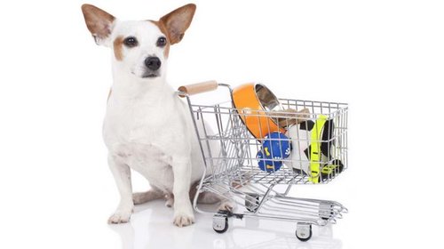 Для чего необходимо приобретать корм для животных в онлайн зоомагазине