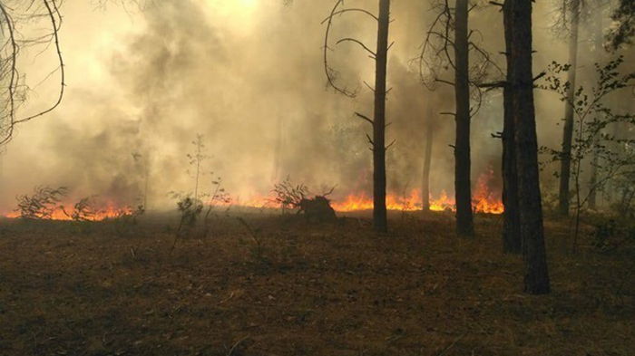 Житель Тернопольской области за поджог леса заплатит 175 тысяч гривен