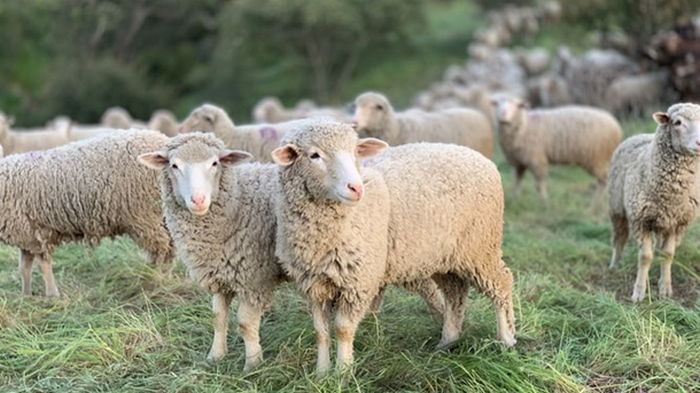 В Грузии стадо овец убила молния (видео)