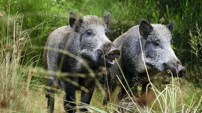 На Черкасчине дикие свиньи терроризируют село (видео)