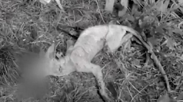 В Ровенской области поймали чупакабру (видео)