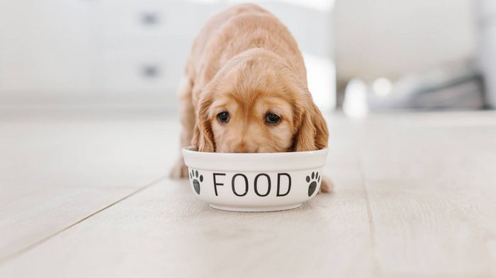 Какими преимуществами выделяются лечебные корма для собак