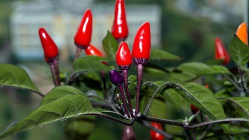 самый острый перец