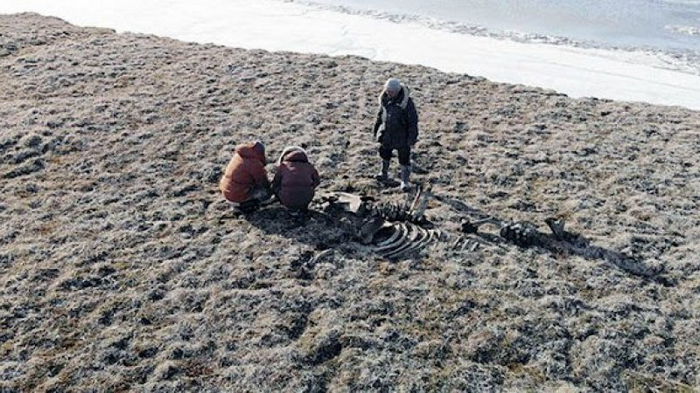 Ученые обнаружили следы самой северной охоты на мамонта