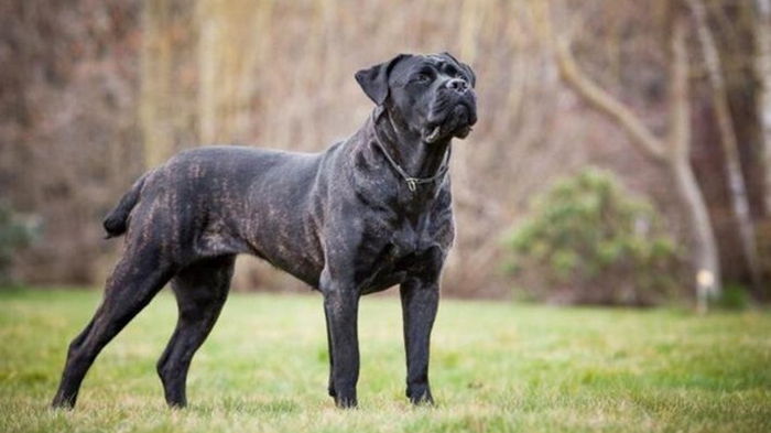 В Германии владельцы собак заплатили рекордную сумму налогов