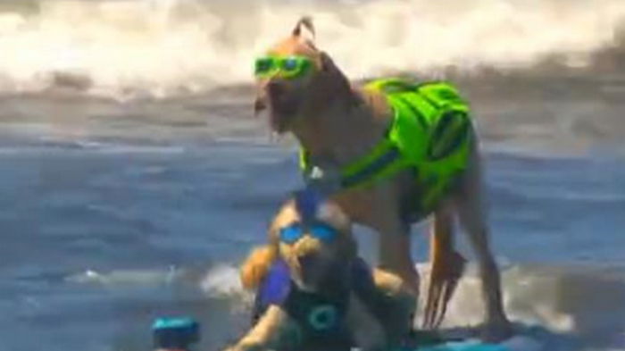 В Калифорнии определили лучшего собаку-серфингиста (видео)
