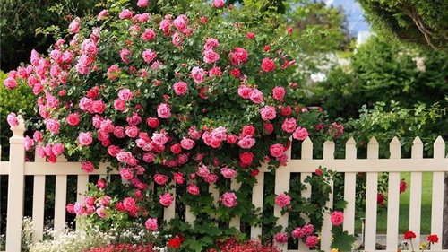 парковые розы