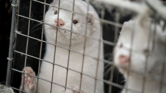 В Финляндии первой в Европе стартует COVID-вакцинация нор