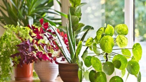 Комнатные цветы: особенности, назначение, выращивание