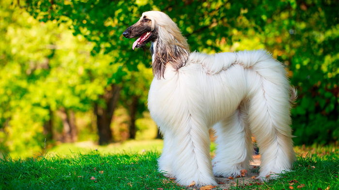 Самые красивые породы собак: как с картинки