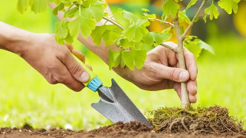 посадка саженца плодовых деревьев