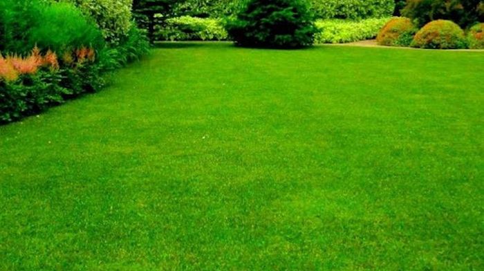 Как выбрать газонную траву для загородного участка