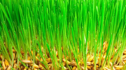 Как выбрать газонную траву для загородного участка