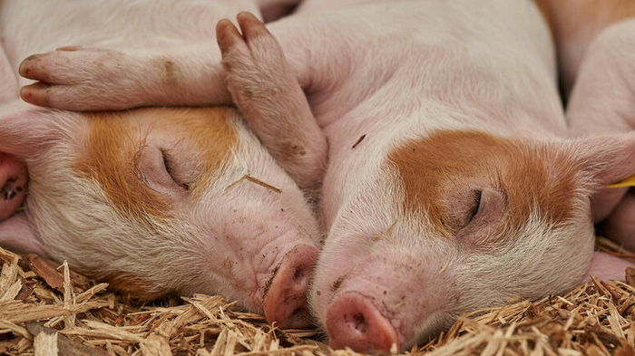 Импорт свинины в Украину вырос на треть: откуда везут дешевое мясо
