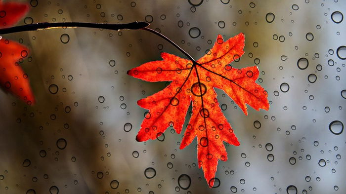 Гороскоп на неделю: для всех знаков зодиака