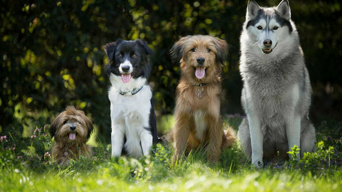 Новое исследование: как собаки распознают речь