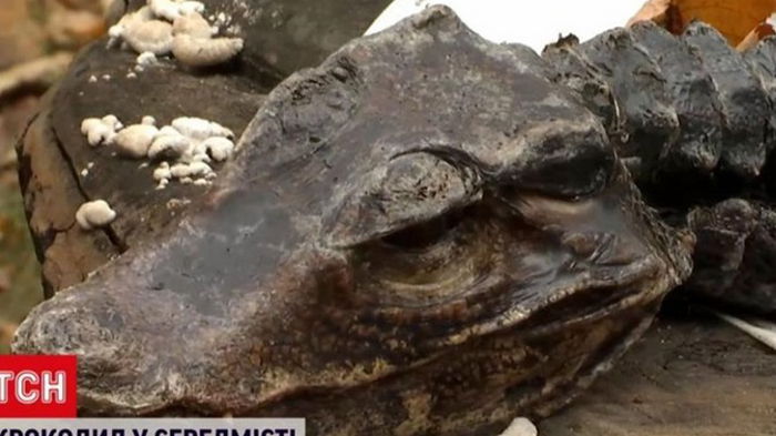 Киевлянка обнаружила на клумбе крокодила (видео)