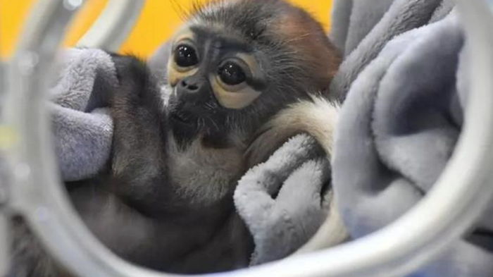 В Китае вывели искусственную обезьяну