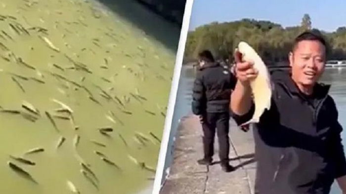 В Китае тысячи пьяных рыб всплыли в озере (видео)