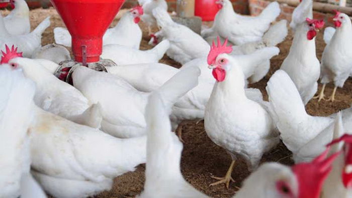 Франция сообщила о вспышке высокопатогенного птичьего гриппа