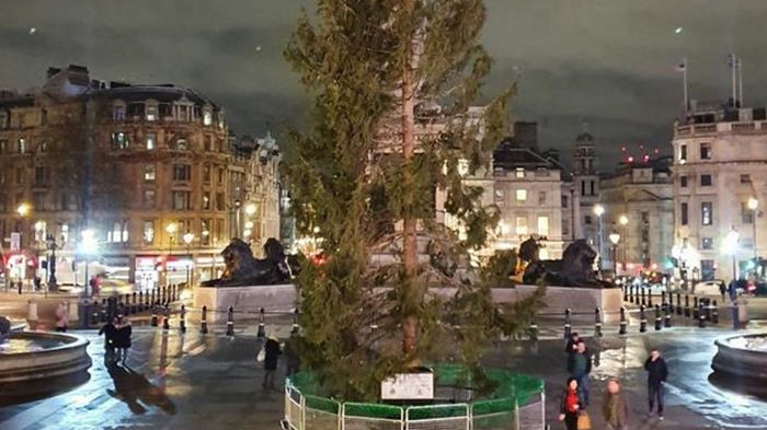 В Лондоне смеются над подаренной Норвегией елкой (фото)
