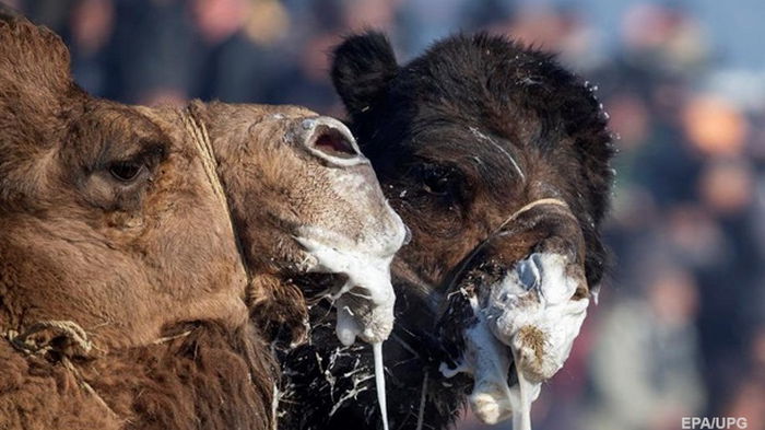 Десятки верблюдов дисквалифицировали на конкурсе красоты из-за ботокса
