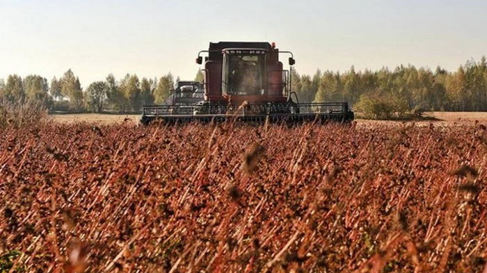 В Украине подсчитали объем рекордного урожая