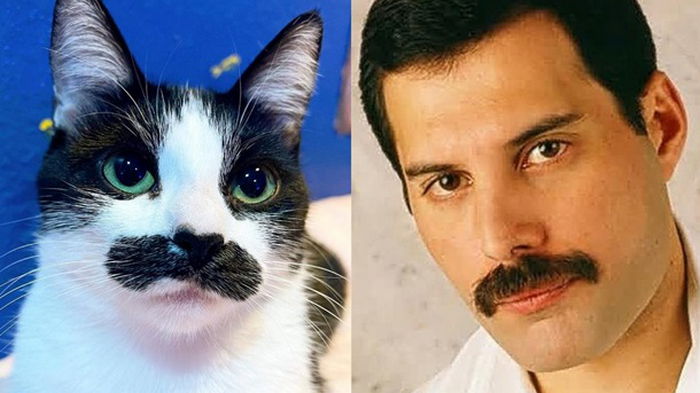 Кошка с усами Фредди Меркьюри прославилась в сети (фото)