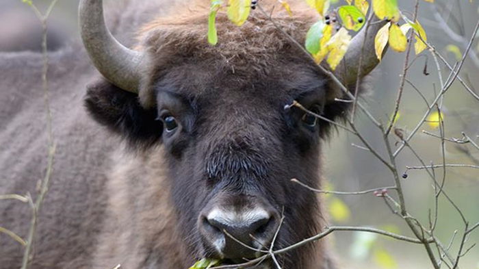 В Беларуси погибли более 20 зубров, провалившись под лед