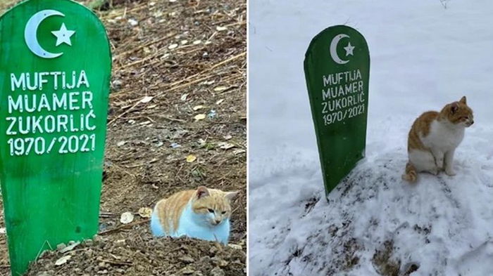 В Сербии кот живет на могиле хозяина