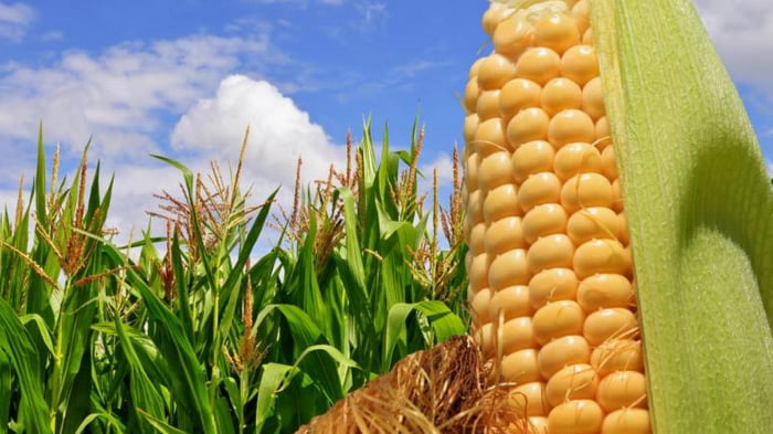 Как выбрать семена кукурузы для хорошего урожая?