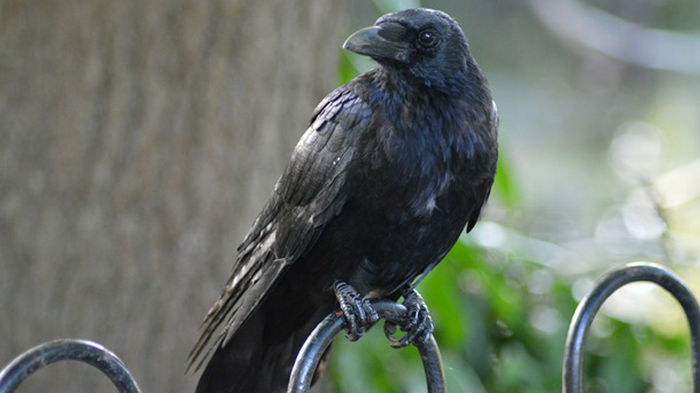 В Швеции ворон обучают собирать окурки