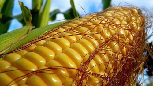 семена кукурузы