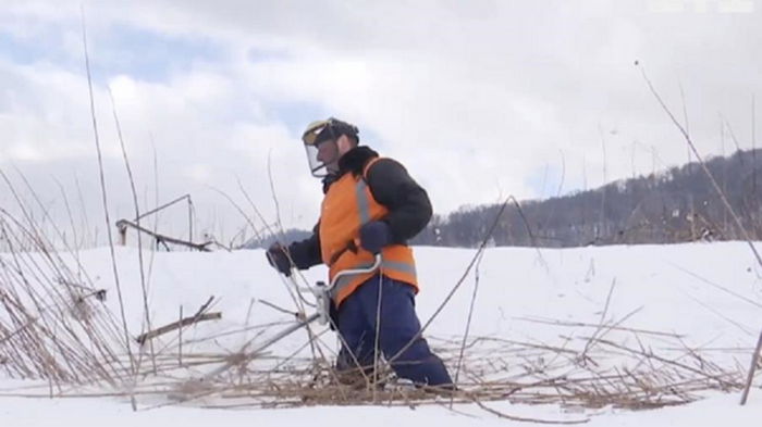 Обрезали кусты под снегом: на Закарпатье пытались уберечь мышей от стресса (видео)