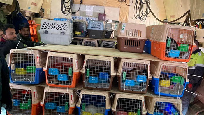 Из Кабула вывезли в Канаду сотни домашних питомцев (фото)