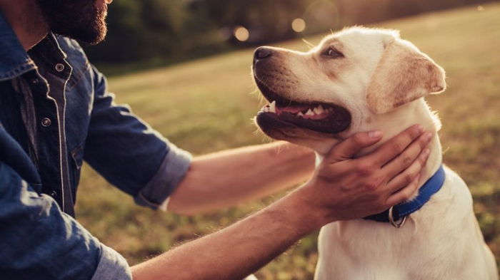 Собаки могут отличить своего хозяина по одному только голосу, - исследование