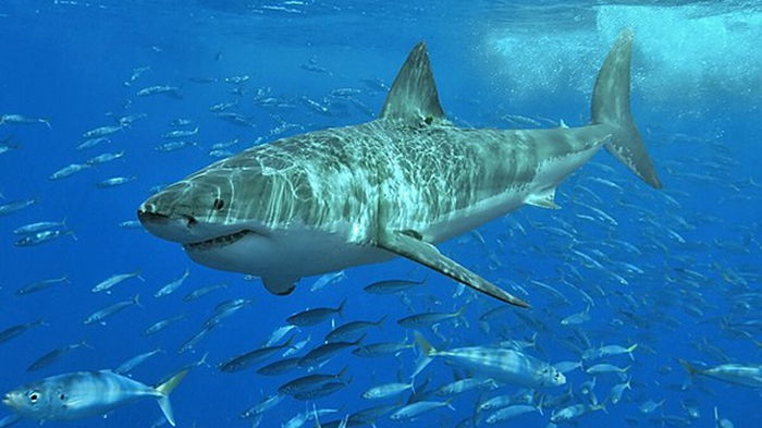 В Сиднее акула убила человека впервые за 60 лет (видео)