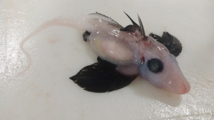 Ученые обнаружили редкого детеныша морской химеры (фото)