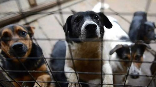Зачем создают питомники для собак в Украине?